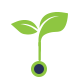 Double leaf plant